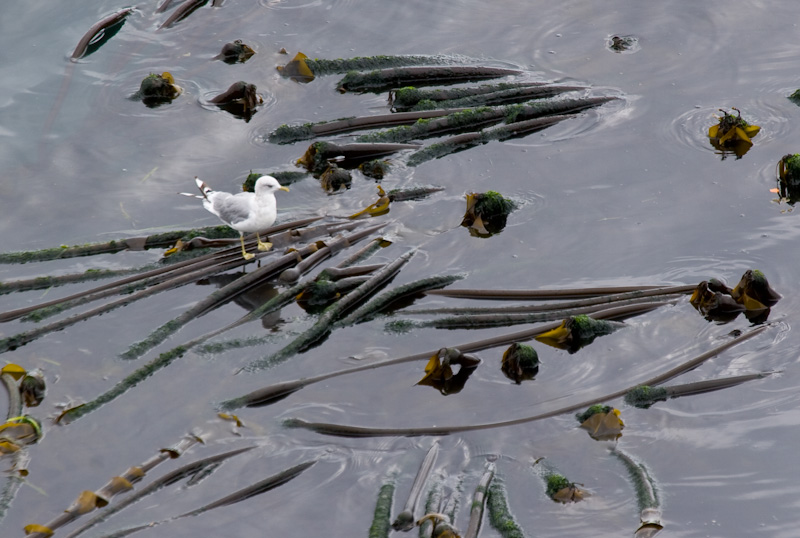 Mew Gull On Kelp